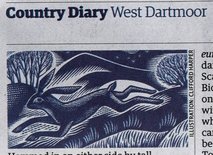 Guardian Country Diary hare