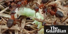 Guardian narrow-headed ant