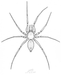 spider illustration