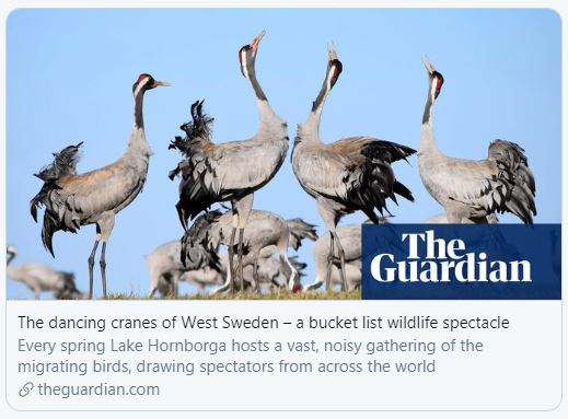 Guardian cranes sweden