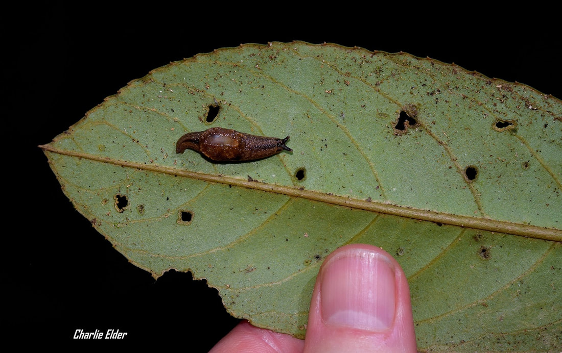 Borneo semi-slug